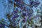 Purple jacarandas bloom on the streets of Buenos Aires, Argentina