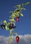 Purple jalapeno plant