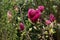 Purple japanese magnolia blossoms blooming.