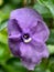 Purple jasmine flower blooming on the blur background