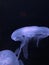 Purple Jellyfish floating in an aquarium