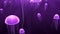 Purple jellyfish sea jelly peacefully swimming deep dark ocean aquarium 4k Loop