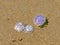 Purple jellyfishes washed up on shore with sea plants and shells