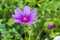 Purple jewelry baskets, Cosmea flower against a blurry background