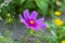 Purple jewelry baskets, Cosmea flower against a blurry background