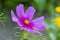 Purple jewelry baskets, Cosmea flower against a blurry background