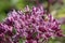 Purple Joe-Pye weed, Eutrochium purpureum, flowers with honeybees