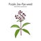 Purple Joe-Pye weed Eutrochium purpureum , or kidney-root, gravel root, medicinal plant
