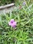 The purple kencana Flower