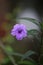 Purple Kencana flower is one of the purple flowering plants,