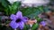 Purple kencana flowers
