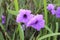 Purple kencana flowers with beautiful morning dew