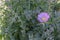 Purple Knapweed Centaurea pullata, within Nonea erecta