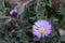 Purple Knapweed. Centaurea pullata, pink flower