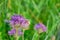 Purple knapweed flower