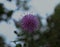 Purple knapweed Flower blooming with sky and tree in background