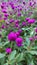 Purple knob flower plant and green leaves in a garden