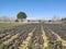 Purple Kohlrabi Growing in the Field