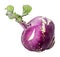 Purple kohlrabi isolated on white background. Clipping path