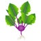 Purple kohlrabi plant with leaves and roots on a white background.