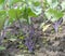 Purple Kohlrabi seedlings German or Cabbage Turnip growing in the garden.