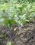 Purple Kohlrabi seedlings German or Cabbage Turnip growing in the garden.