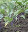 Purple Kohlrabi seedlings German or Cabbage Turnip growing in the garden. Selective focus