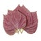 Purple korean Perilla Leaf