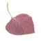 Purple korean Perilla Leaf