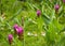 Purple Krachia flowers blooming in Chatuchak Park, Bangkok, Thailand.