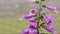 Purple ladys glove blossom elegance flower on garden