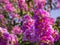 Purple lagerstroemia Flowers Blooming