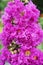 Purple Lagerstroemia speciosa flower in nature garden