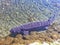 Purple Lake Sturgeon Swimming in Pond