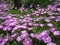 Purple lampranthus spectabilis