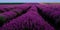 purple landscape  endless lavender field