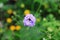 Purple lantana camara flower