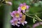 Purple lapacho in bloom