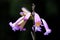 Purple lapacho in bloom