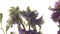 Purple Larkspur (Delphinium sp.) Flower Time-lapse