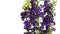 Purple Larkspur (Delphinium sp.) Flower Time-lapse