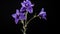 purple larkspur flower