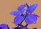 Purple Larkspur flower
