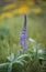 Purple Larkspur Wild Flower