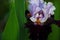 Purple and Lavendar Blooming  Spring Iris