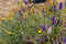 Purple and lavendeer larkspur growing in a tangle of greenery with orange california poppys