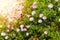 Purple lavender asters blooming on the sunlight. Beautiful nature background