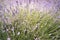 Purple Lavender Background Shallow Depth of Field