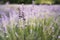 Purple Lavender Background Shallow Depth of Field