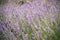 Purple Lavender Background Shallow Depth of Field